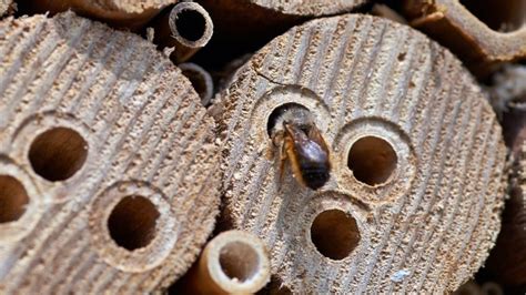 mason bee house hole diameter